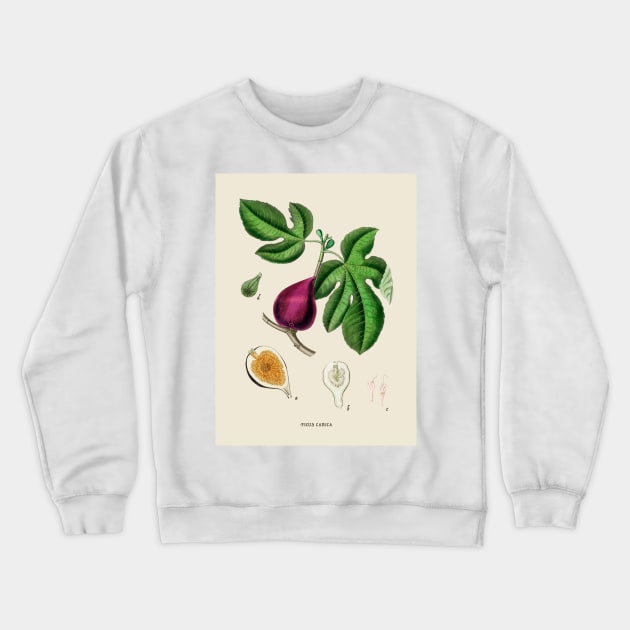 Fig Antique Botanical Illustration Crewneck Sweatshirt by Antiquated Art